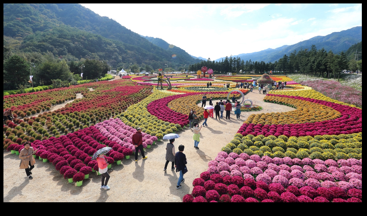 인제 가을 꽃축제 현장