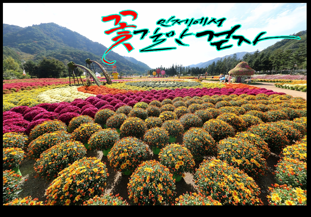 인제 가을 꽃축제 현장