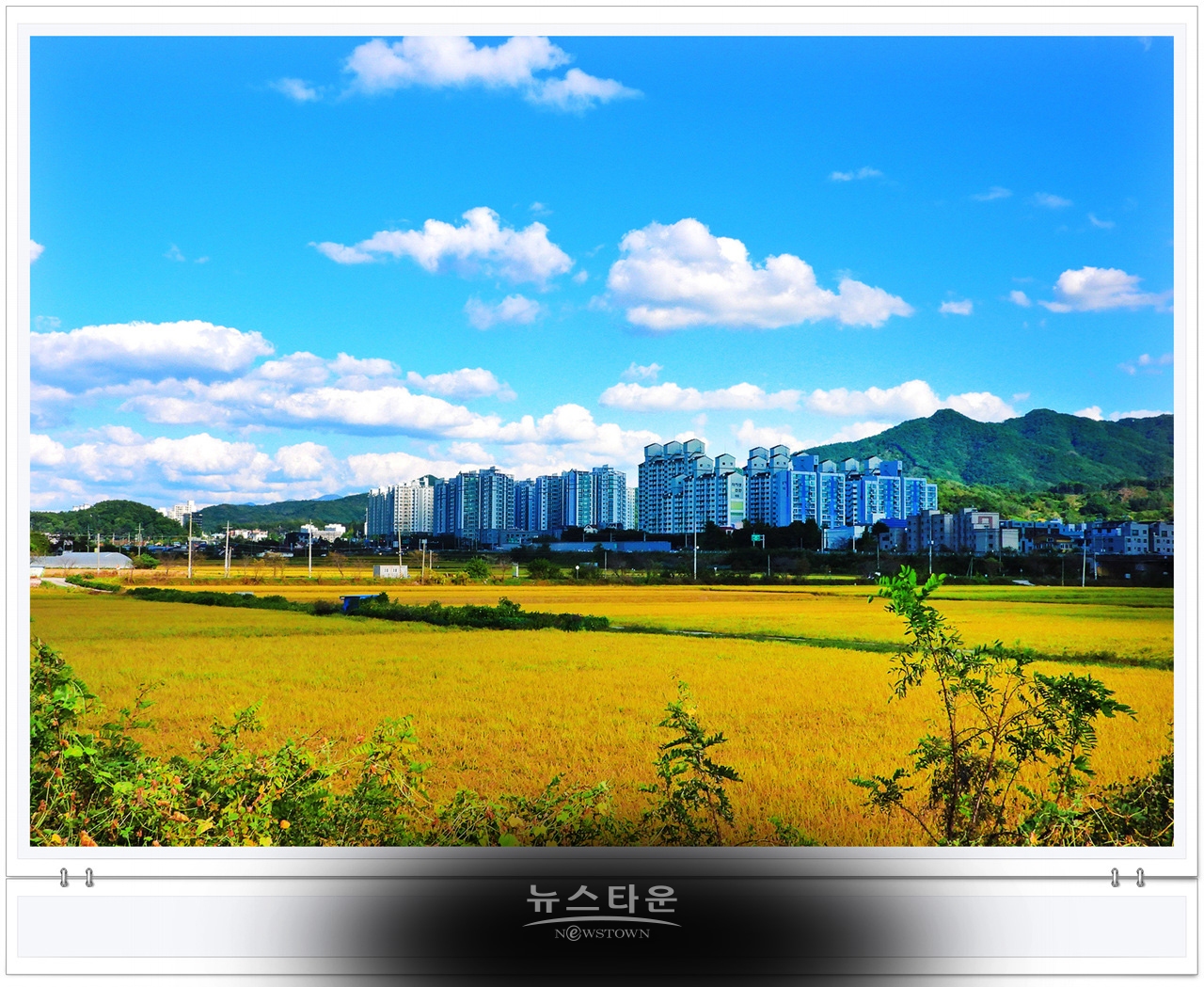 문막읍 파란하늘과 황금들판