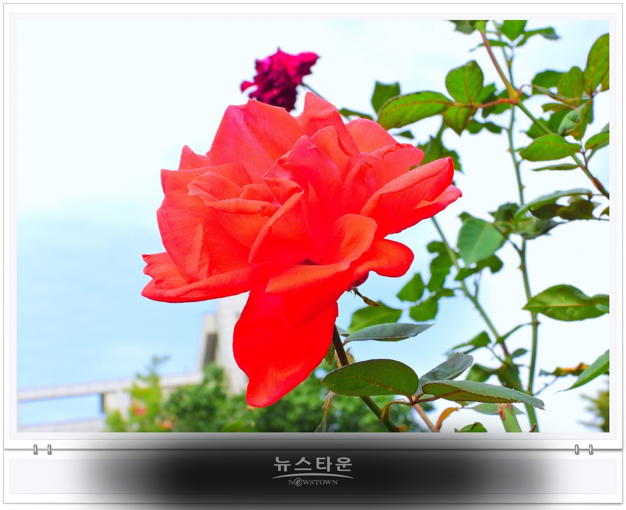 단계동 장미공원에서