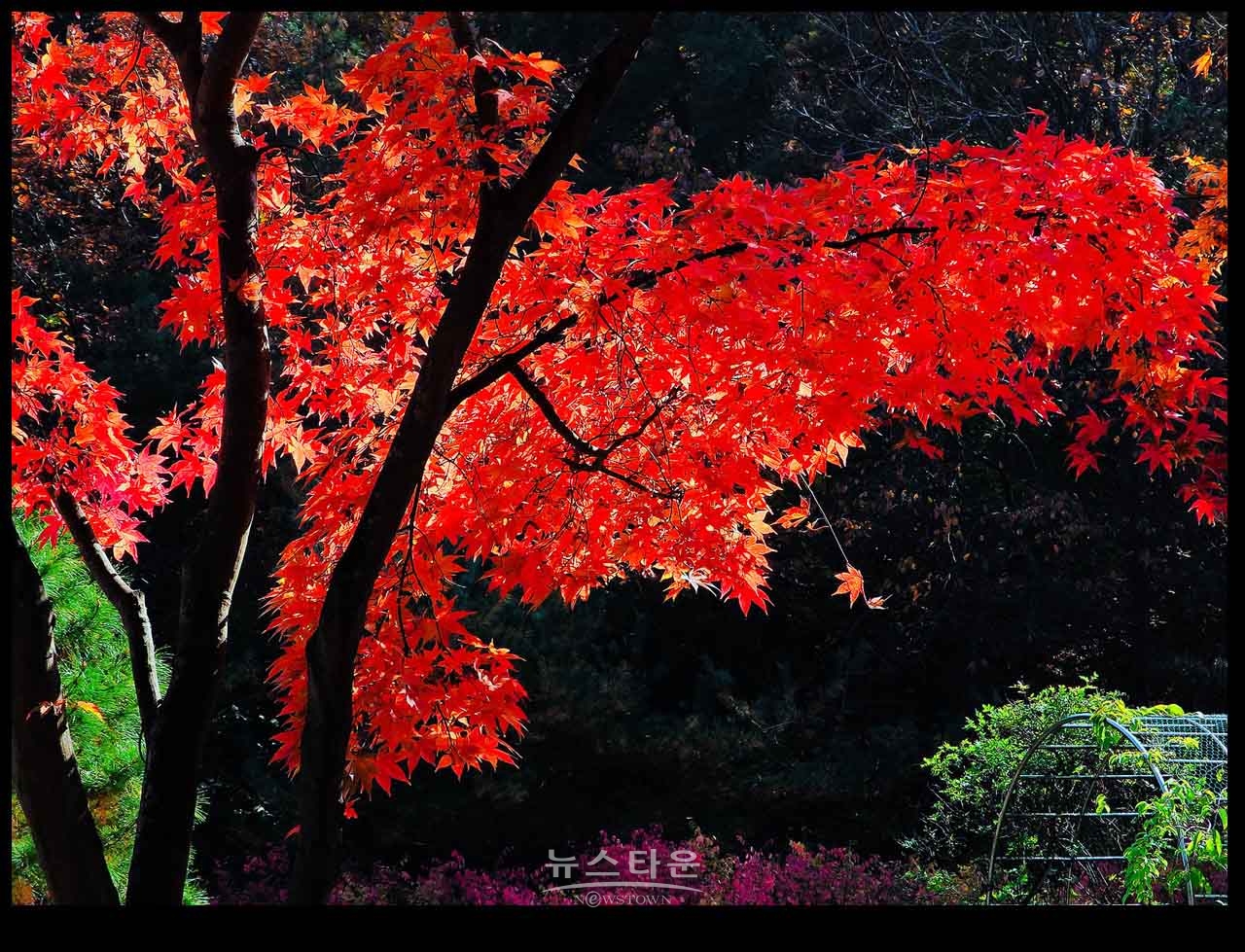 여주 황학산수목원의 가을단풍과 아름다운 이미지