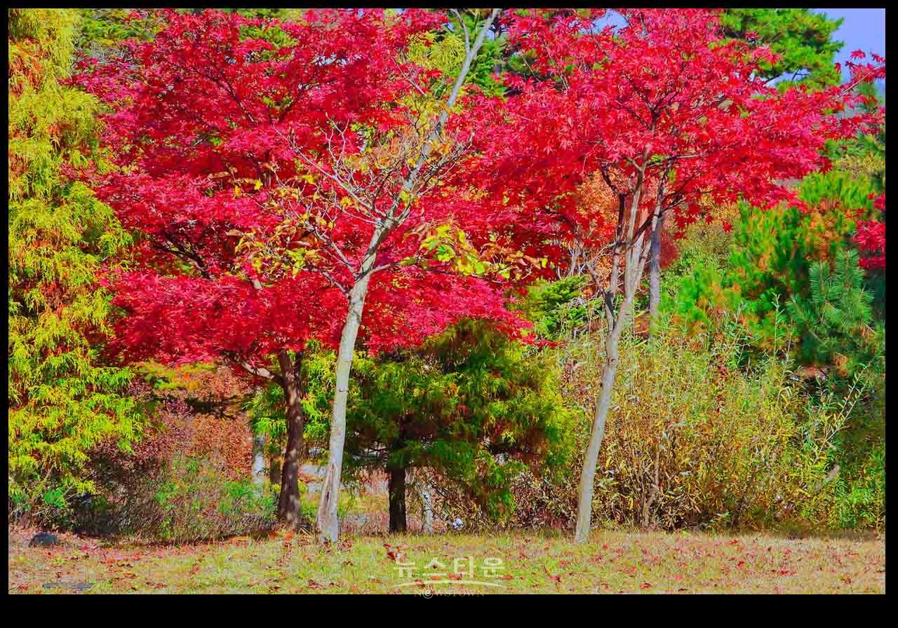 여주 황학산수목원의 가을단풍과 아름다운 이미지