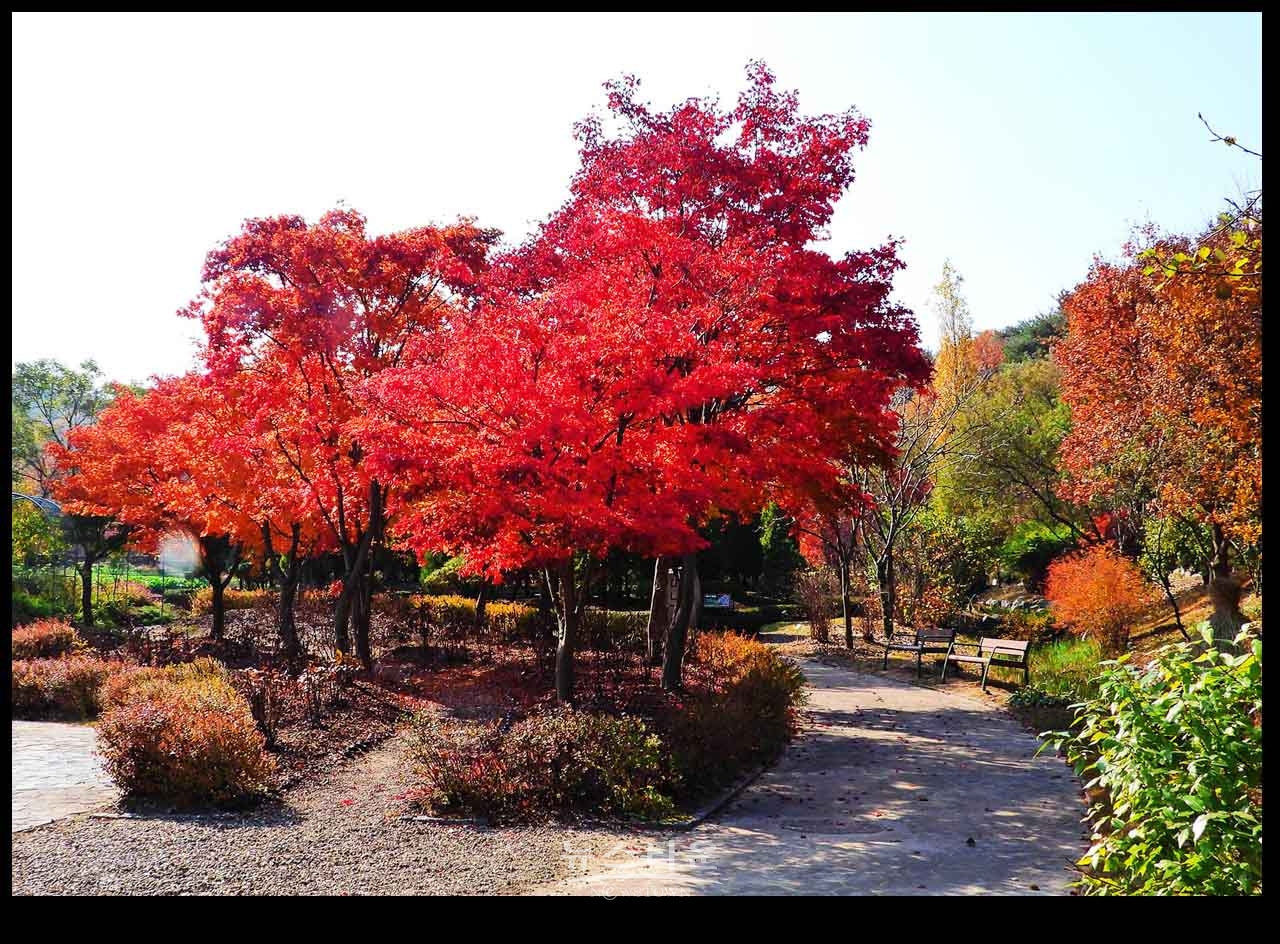 여주 황학산수목원의 가을단풍과 아름다운 이미지