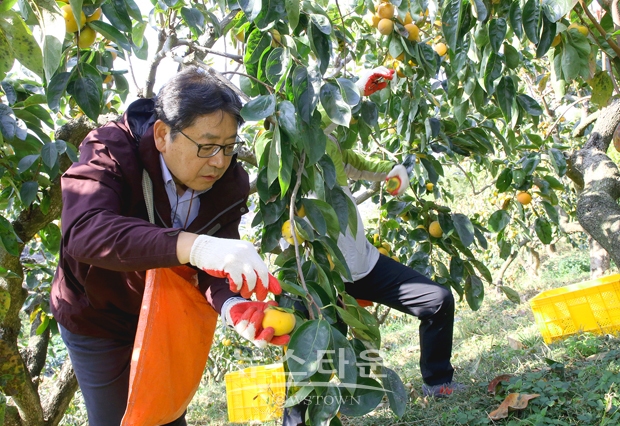 홍태용 김해시장이 가을 수확기를 맞아 11월 2일 직원들과 함께 진례면의 단감농가를 방문해 단감 수확을 도왔다. 기본적인 수확작업 교육을 받은 후 단감 따기, 선별 작업, 포장 작업을 하며 일손 부족으로 어려움을 겪고 있는 농가에 힘을 보탰다.