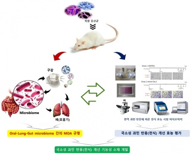 호흡기 질환 관련 복합 유산균을 이용한 국소성 과민 반응(천식) 개선 기능성 소재 개발' 모식도.