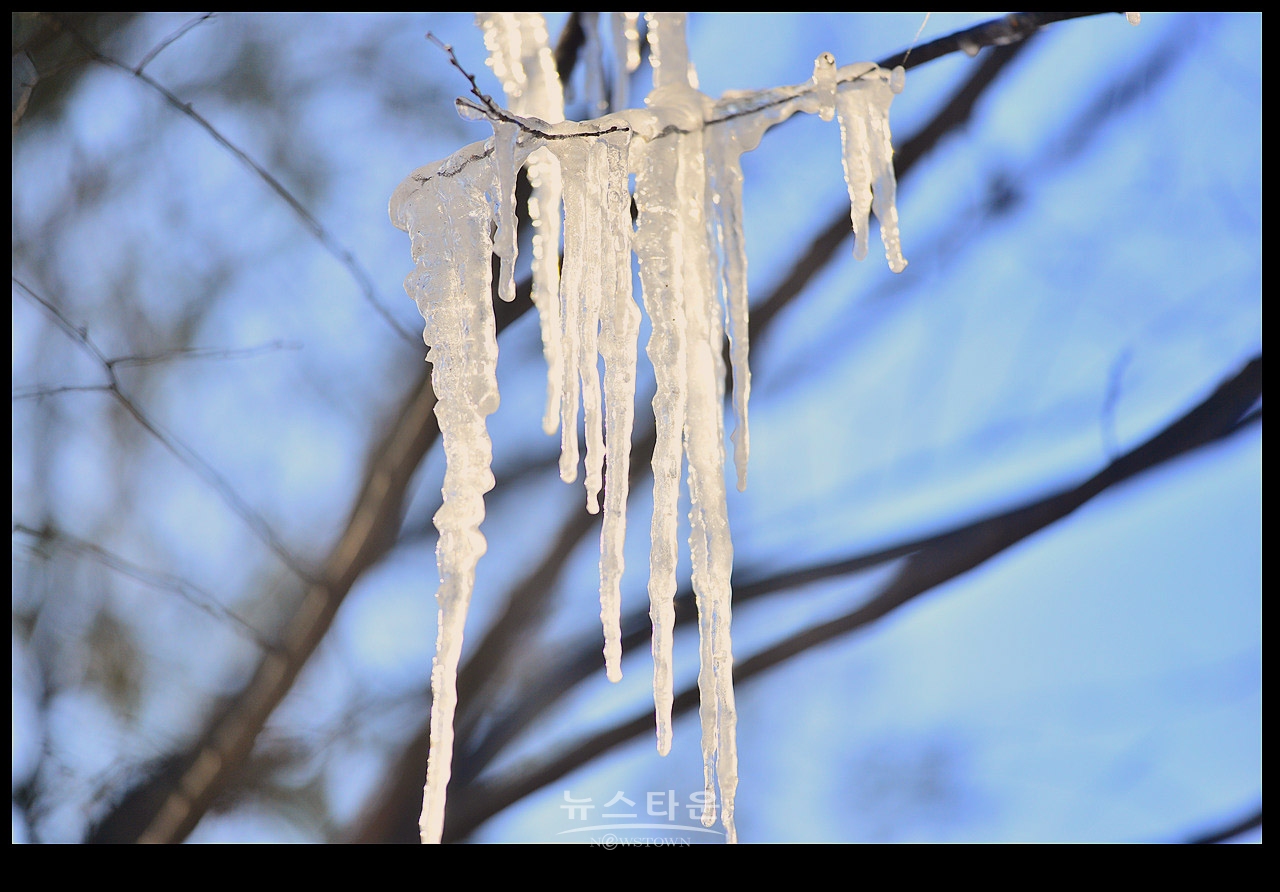 고드름이 열렸어요