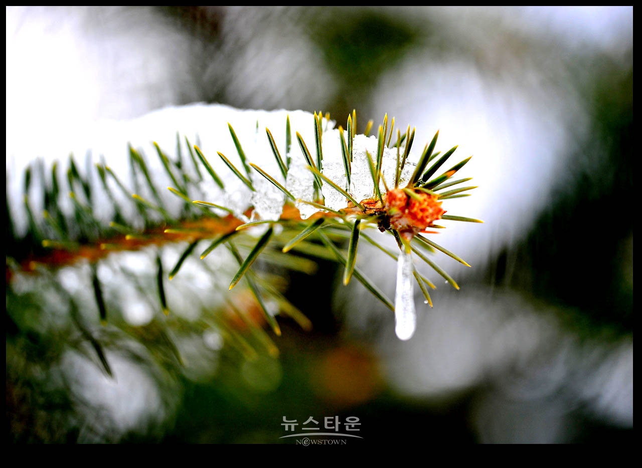 동네 겨울를 보다
