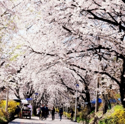 벚꽃축제
