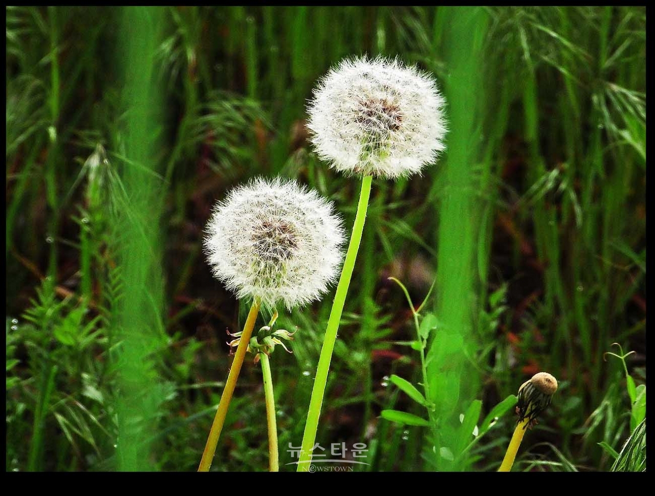 민들레와 봄나들이