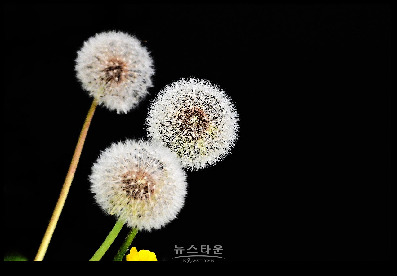 감성자극 “민들레 씨앗”
