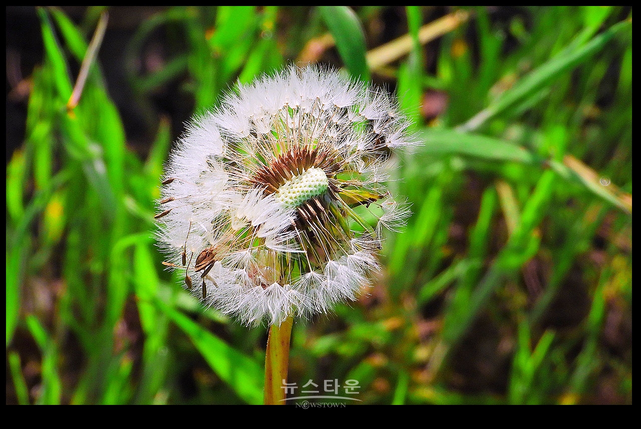 감성자극 “민들레 씨앗”