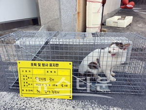 길고양이 중성화 수술비 지원사업