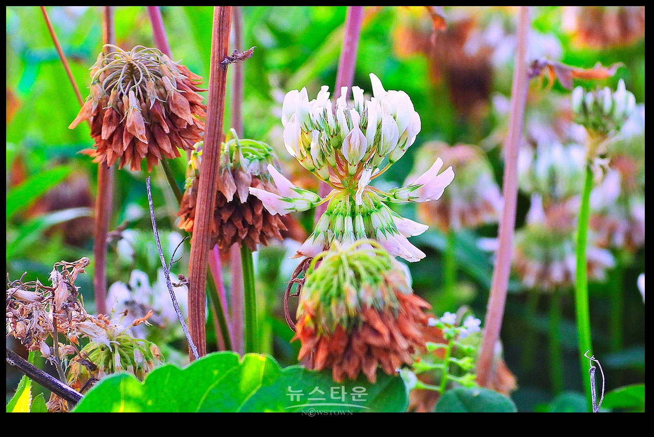 클로버 꽃 (일명 토끼풀)