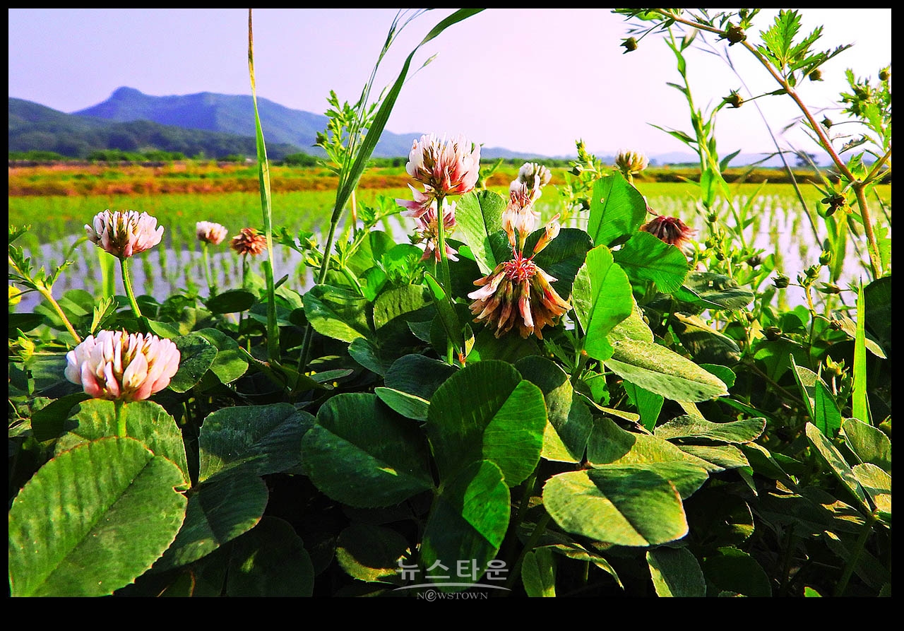 클로버 꽃 (일명 토끼풀)