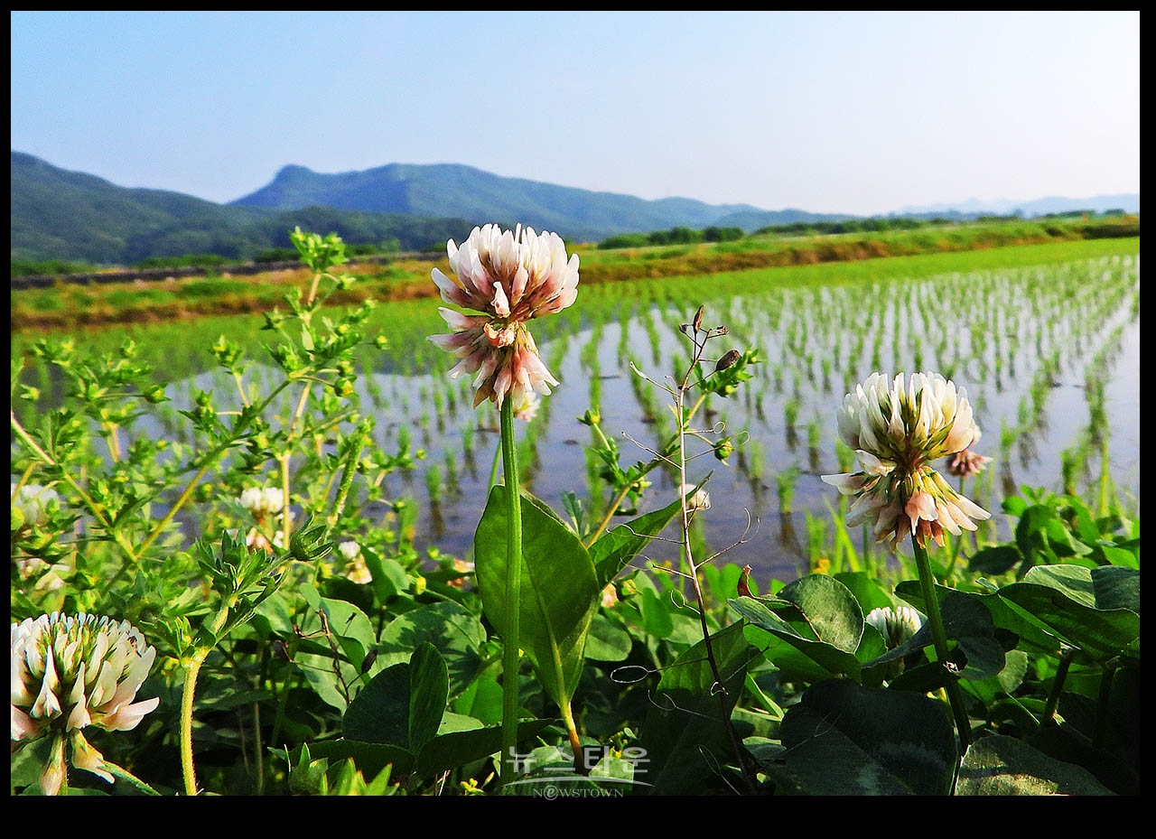 클로버 꽃 (일명 토끼풀)