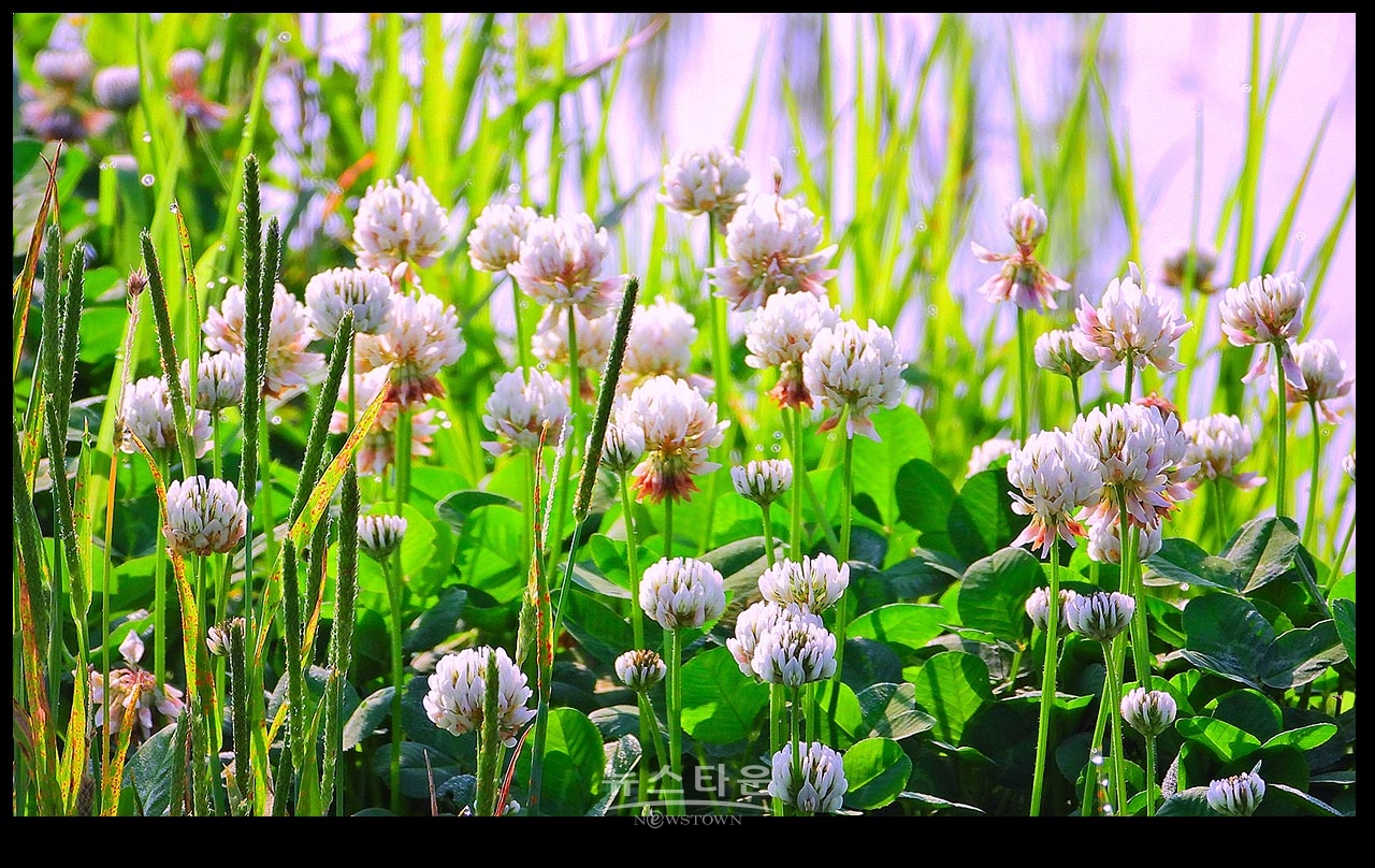 클로버 꽃 (일명 토끼풀)