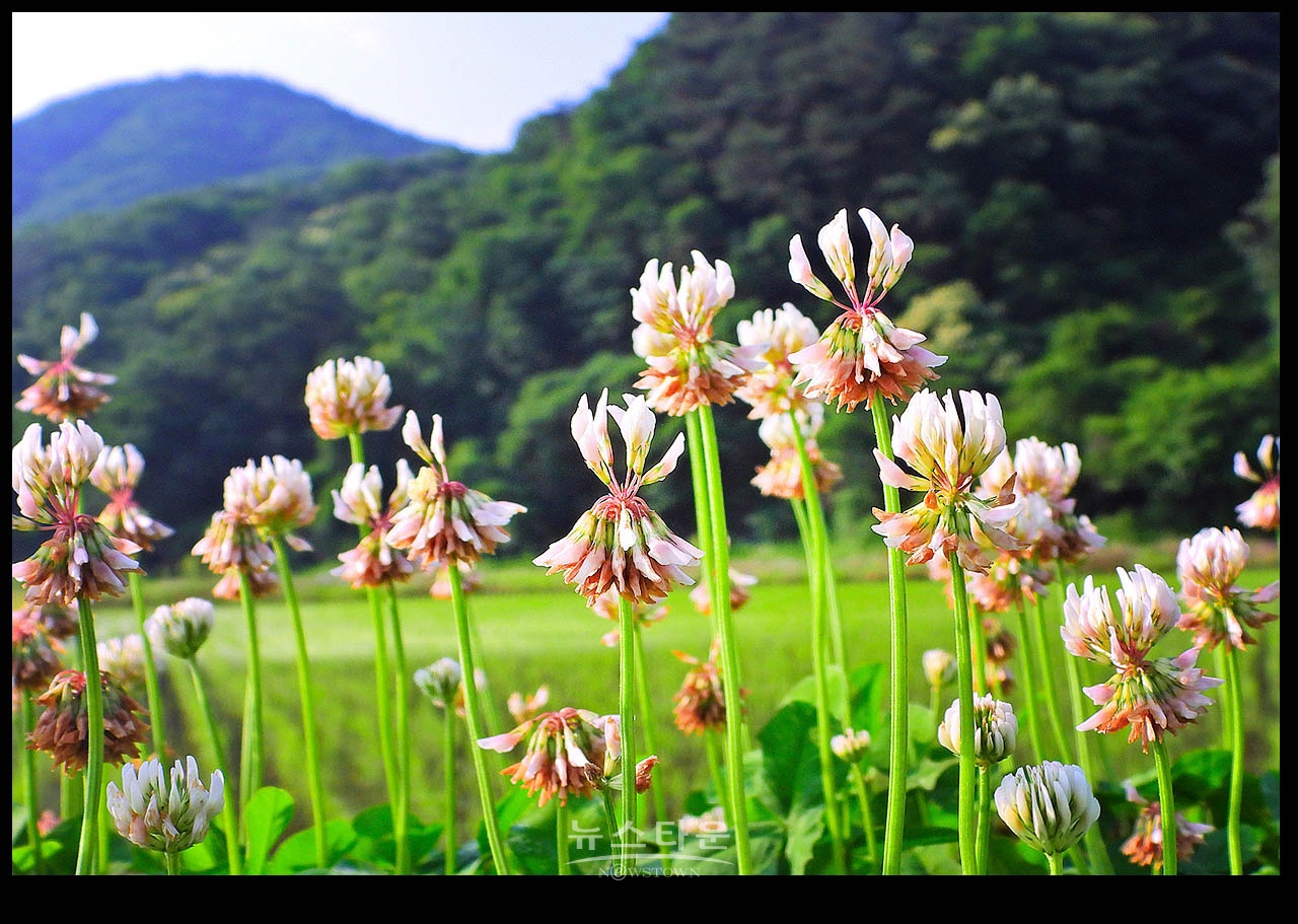 클로버 꽃 (일명 토끼풀)