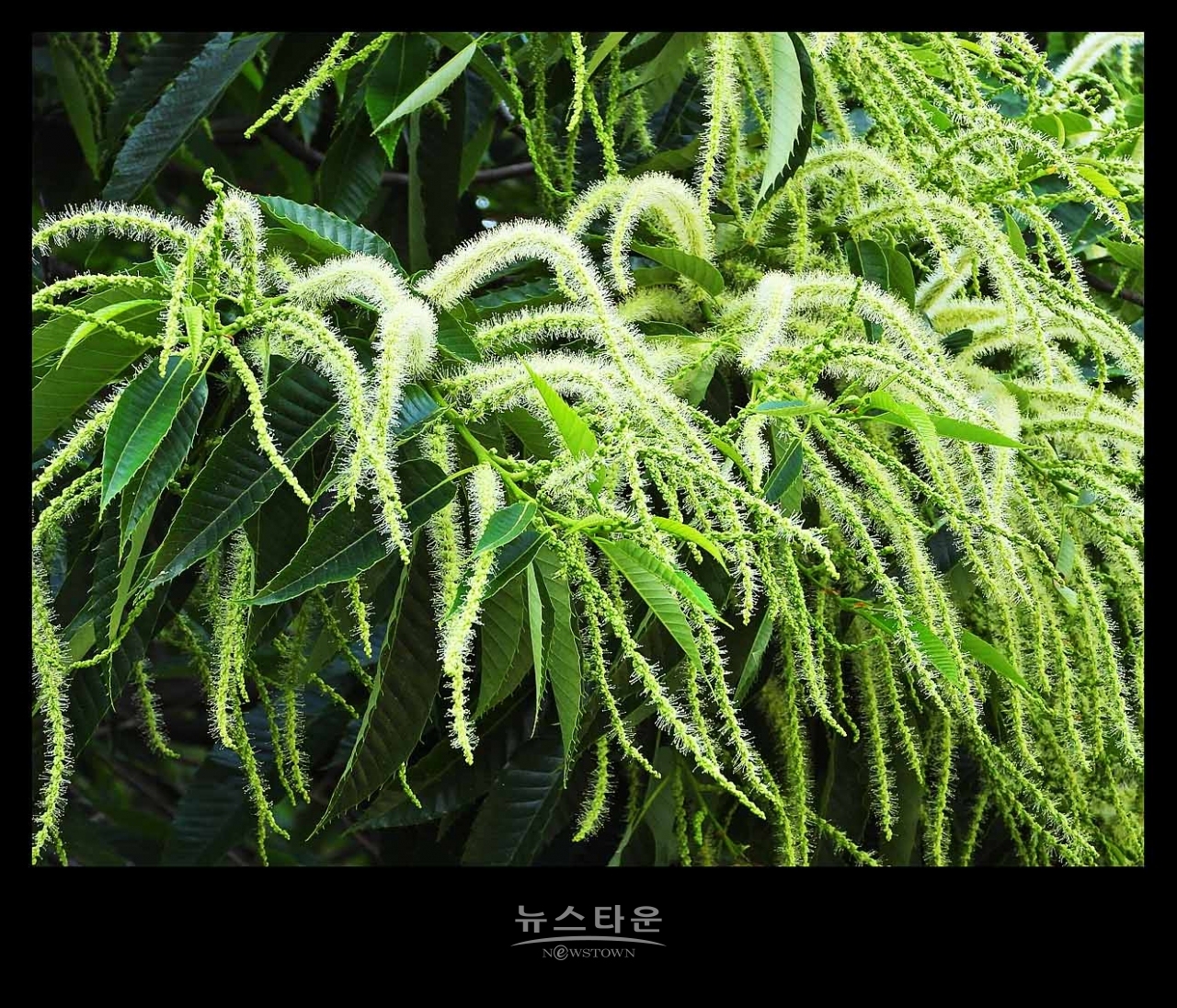 밤나무 꽃