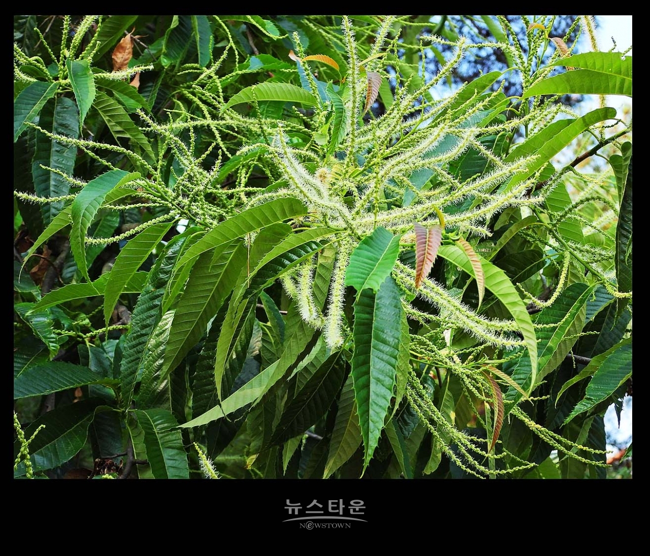 밤나무 꽃