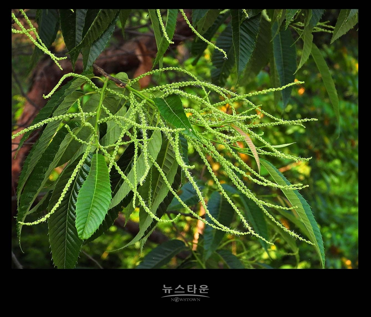 밤나무 꽃