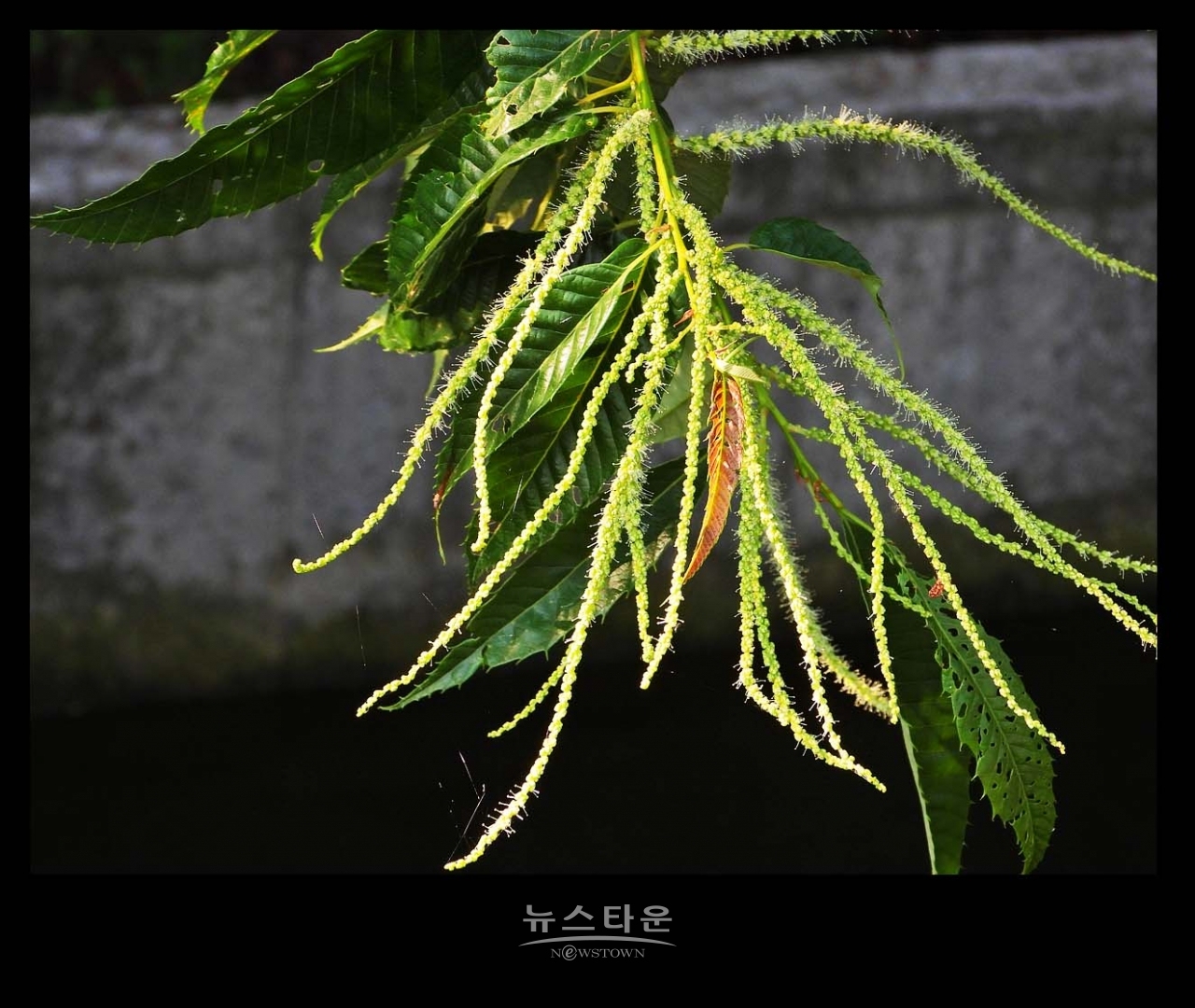 밤나무 꽃