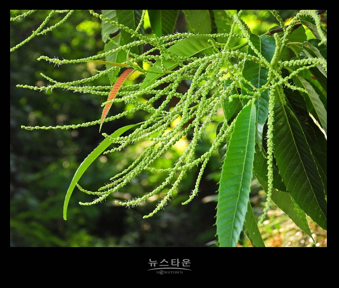 밤나무 꽃