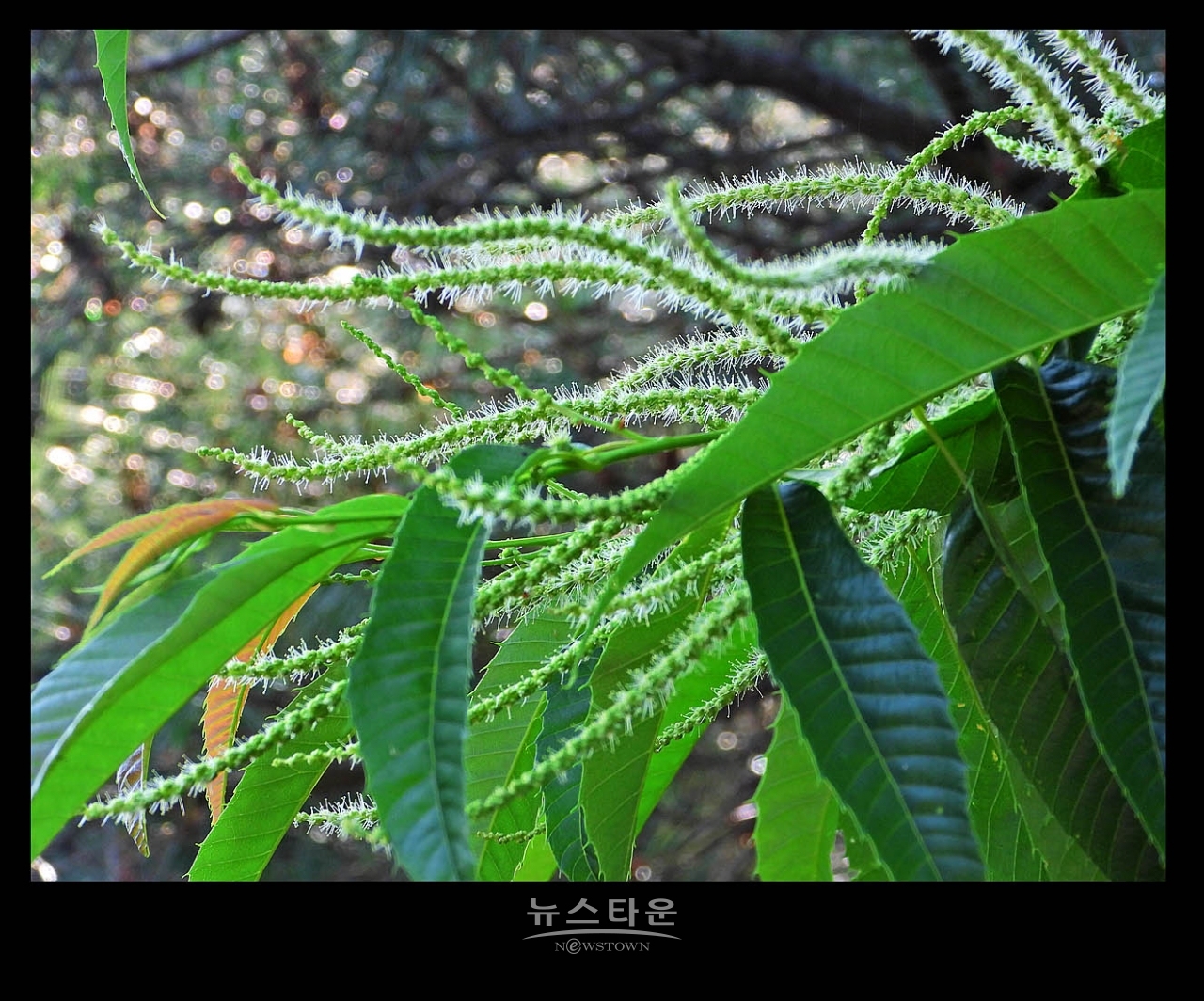 밤나무 꽃