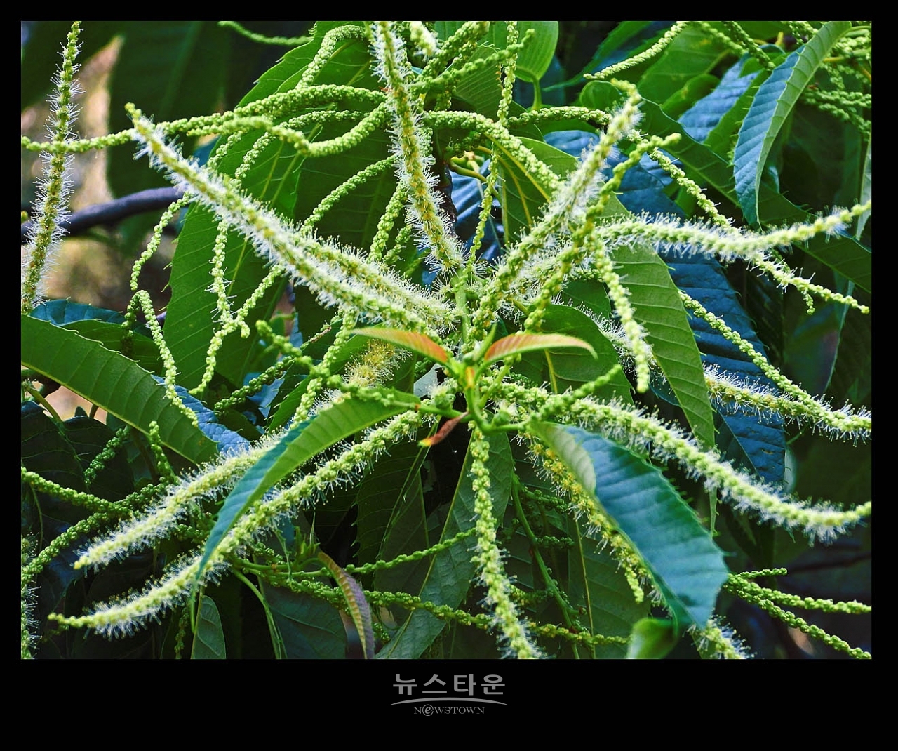 밤나무 꽃