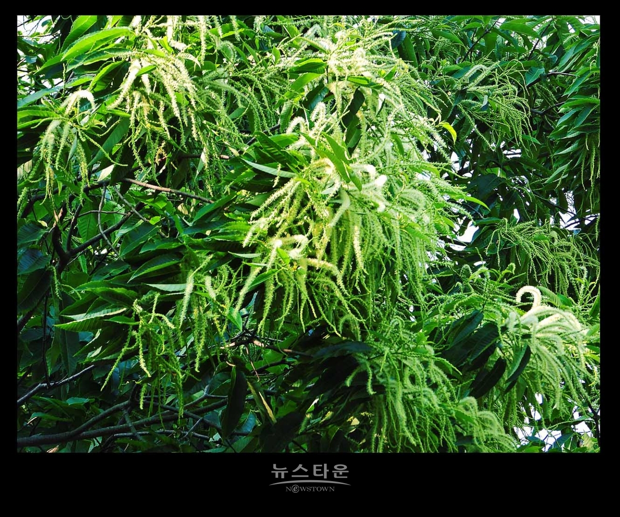밤나무 꽃