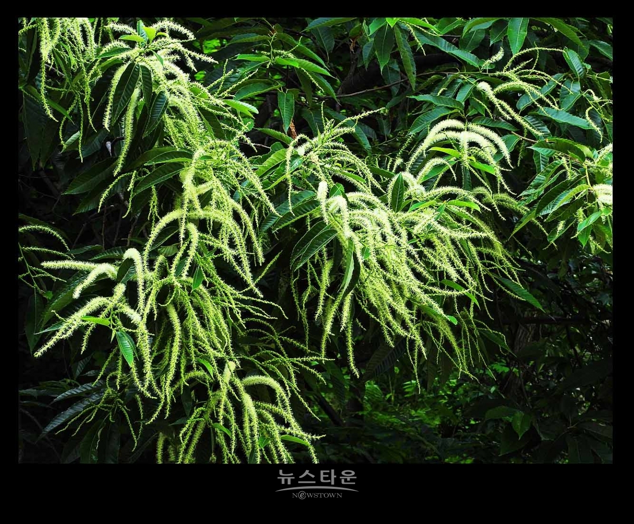 밤나무 꽃