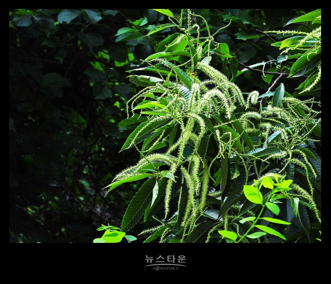 밤나무 꽃