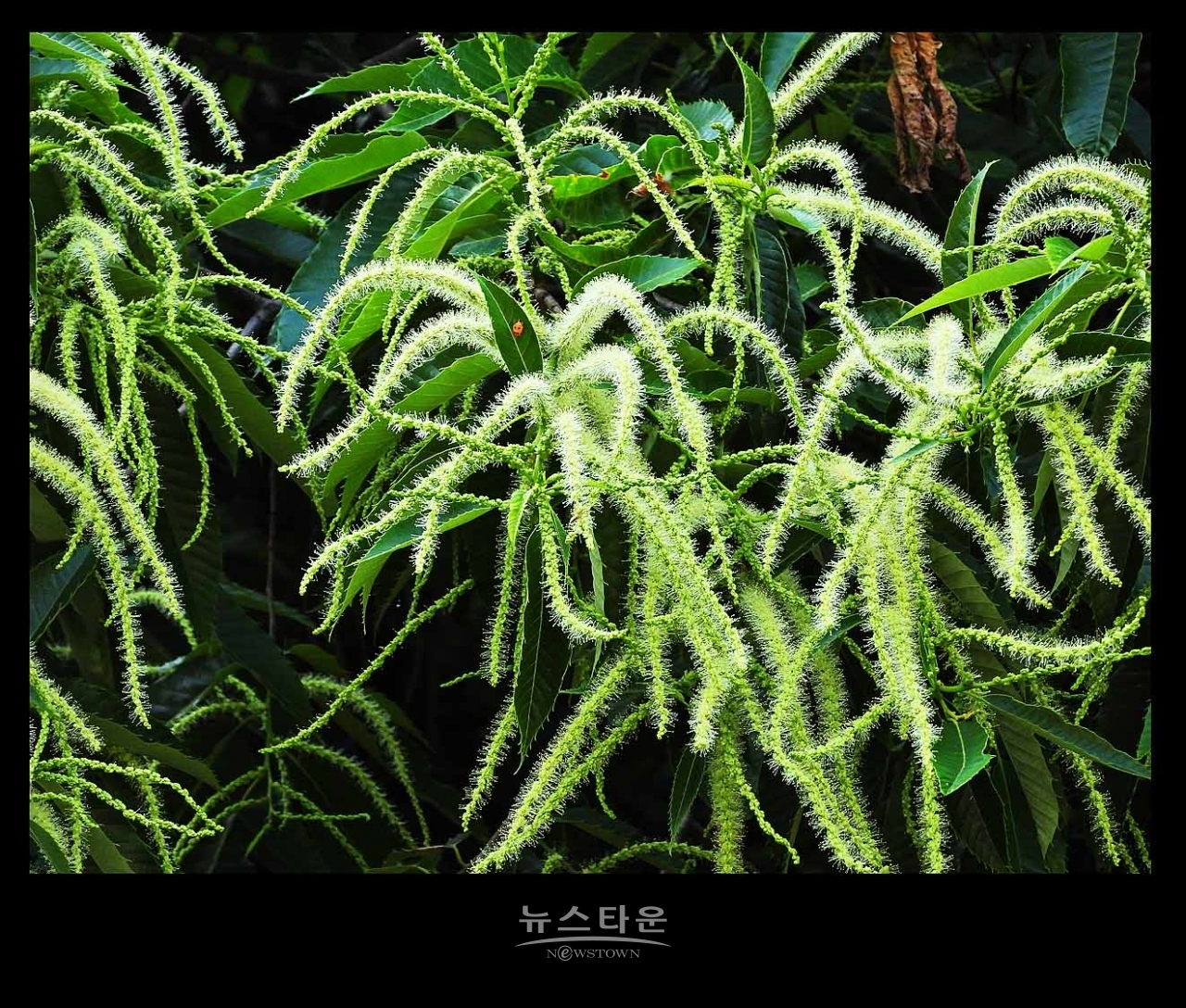 밤나무 꽃