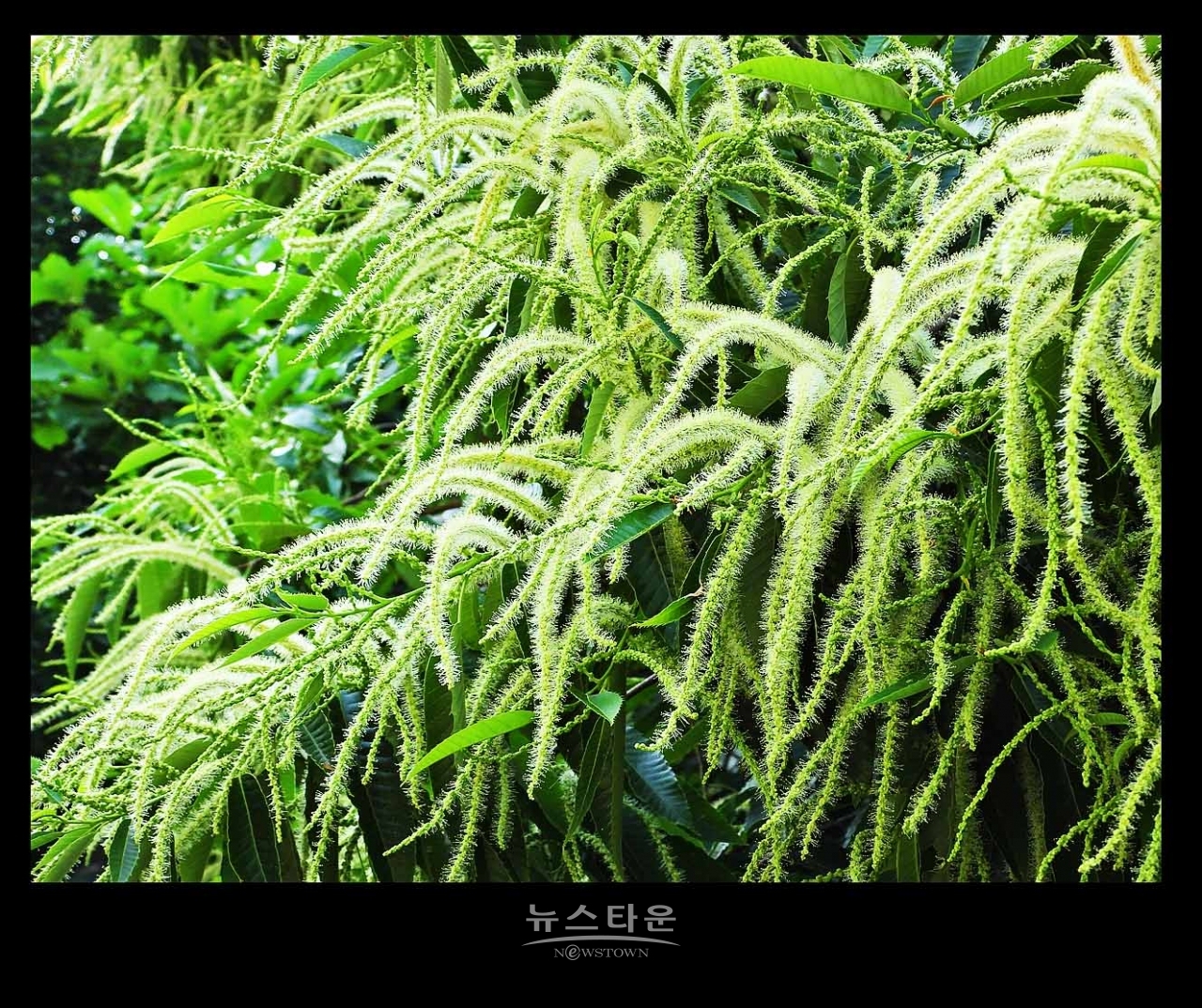 밤나무 꽃