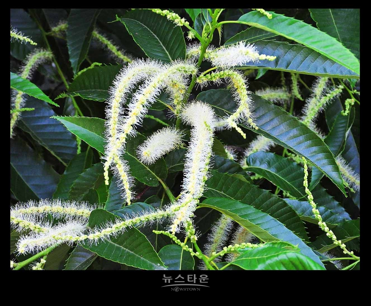 밤나무 꽃