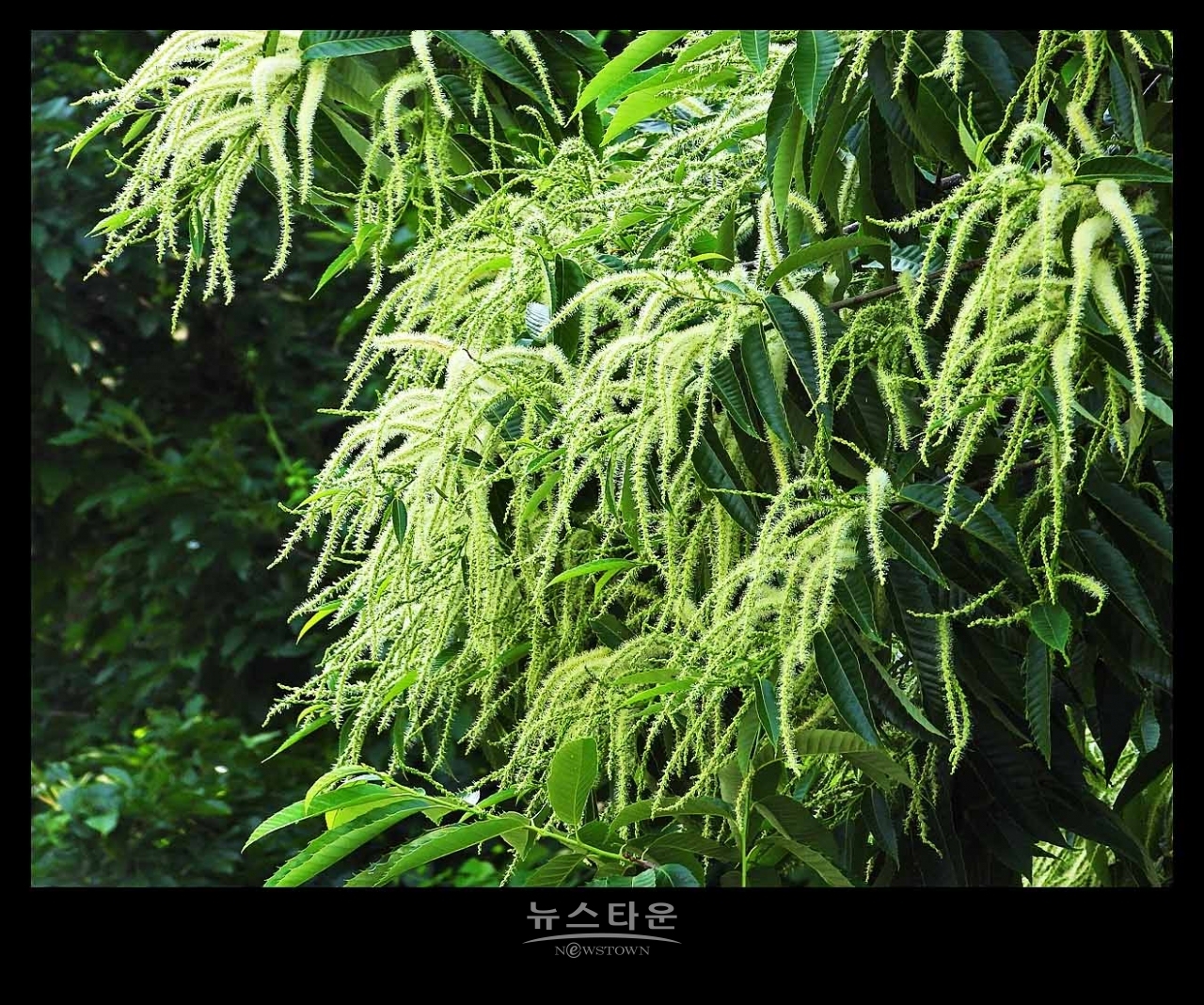밤나무 꽃