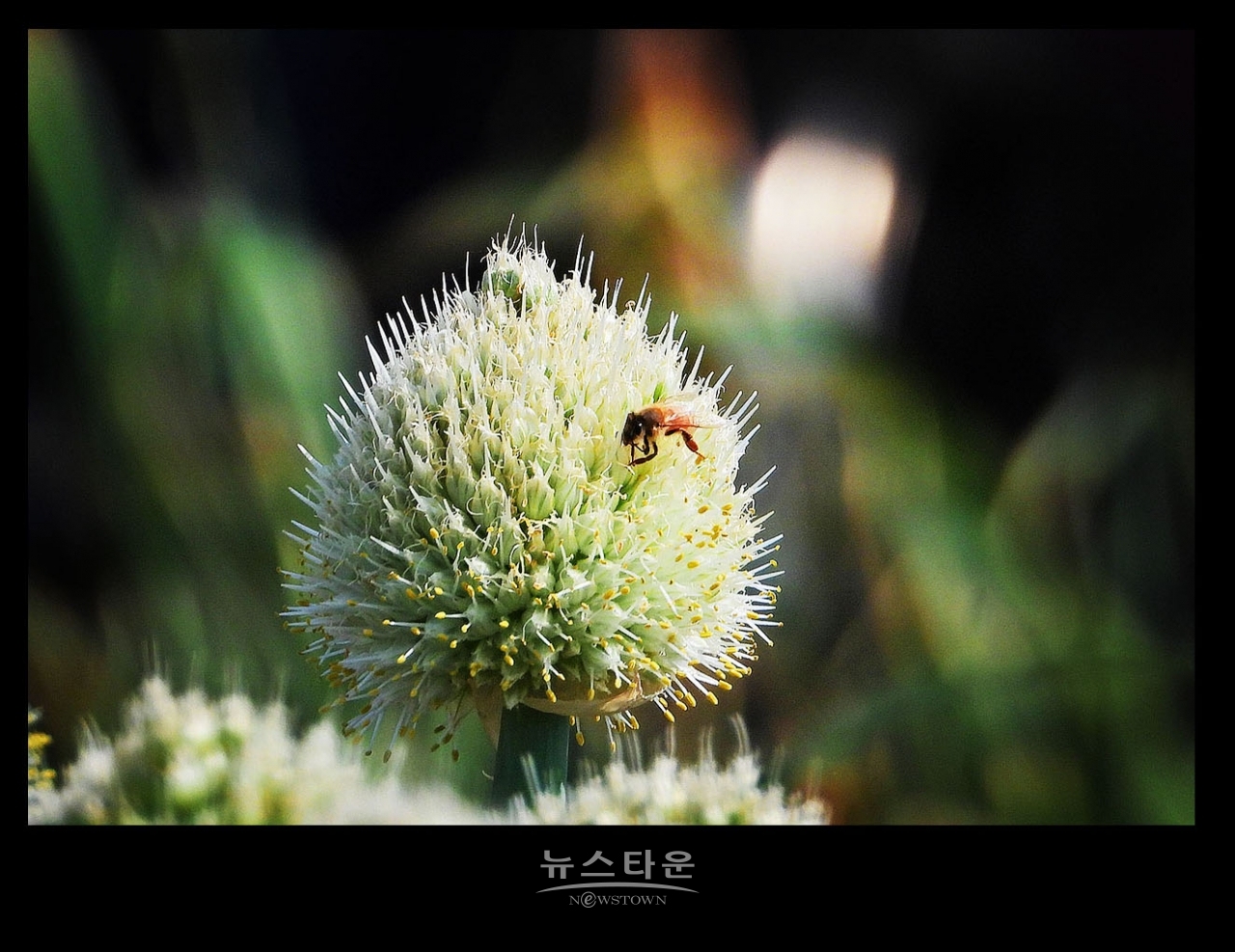 파 종자 씨앗 만들기