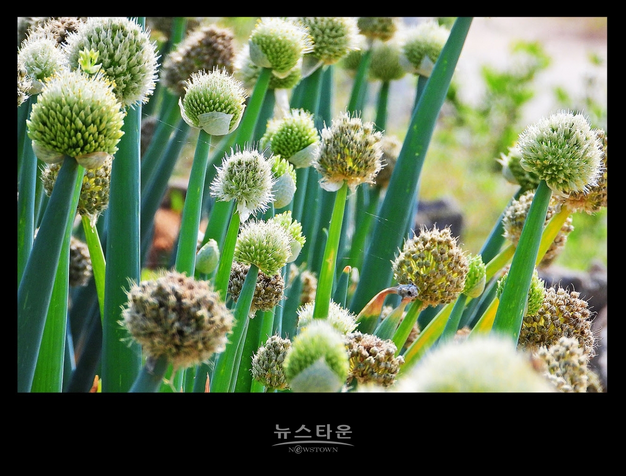 파 종자 씨앗 만들기