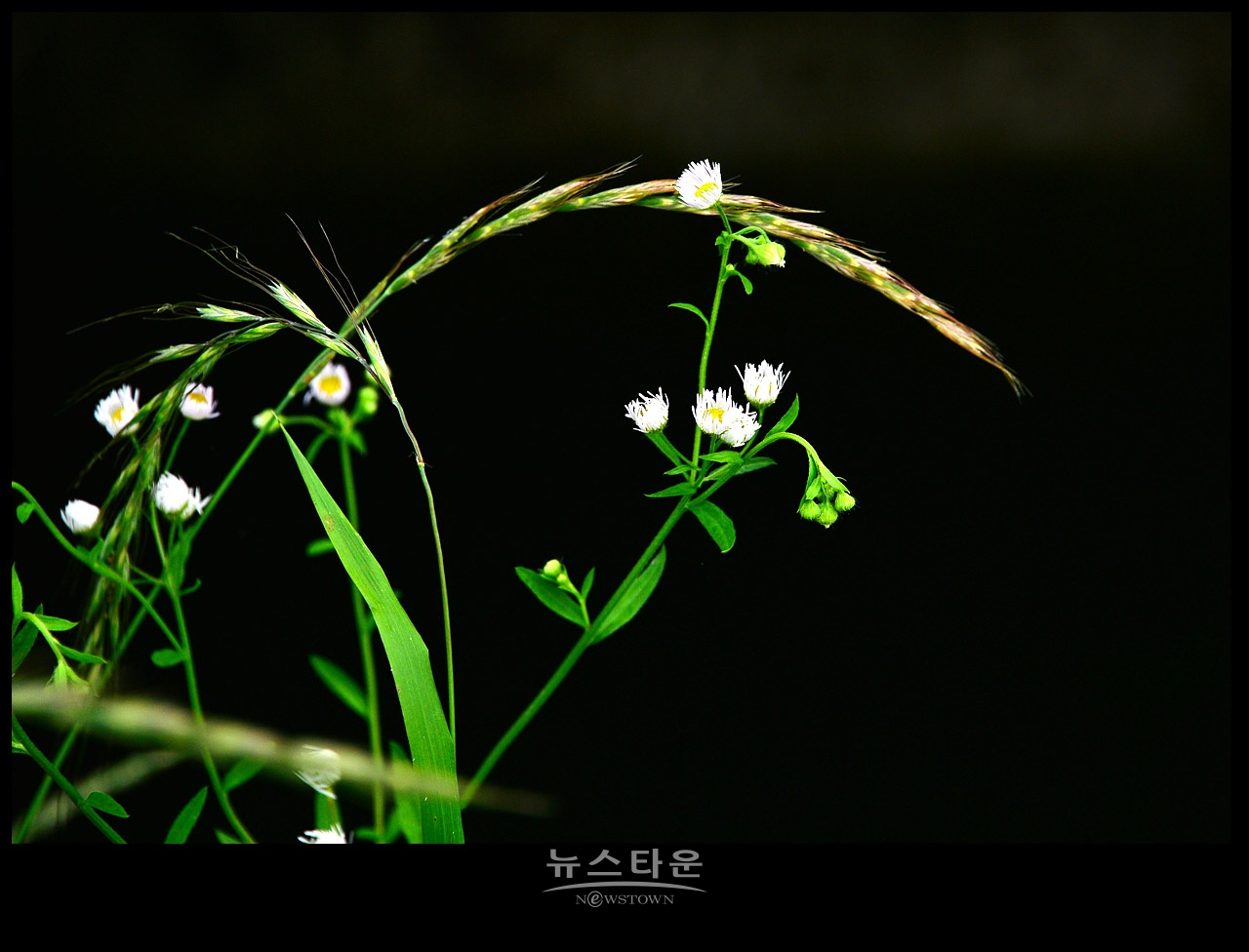야생에서 막 자란 망초대꽃