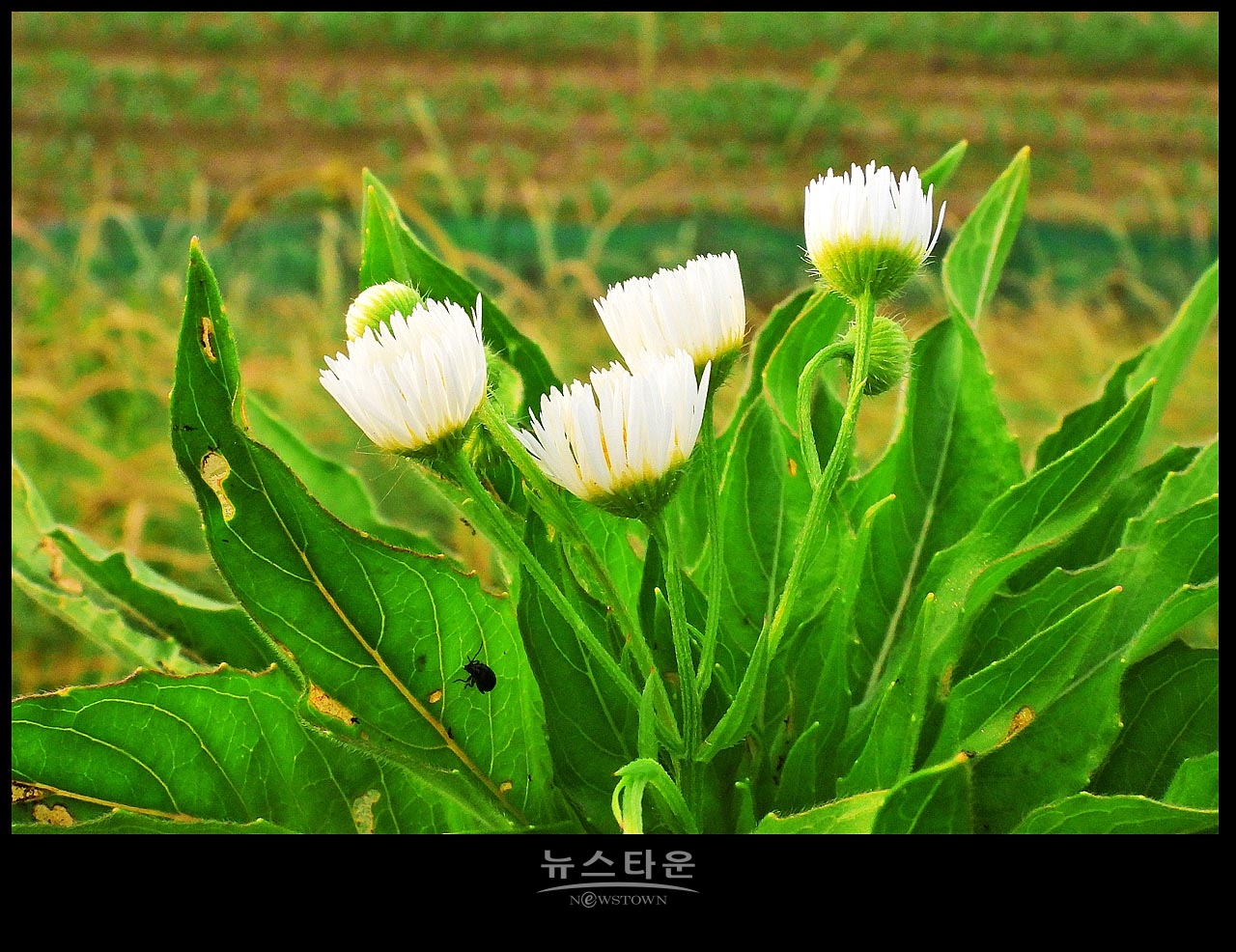 야생에서 막 자란 망초대꽃