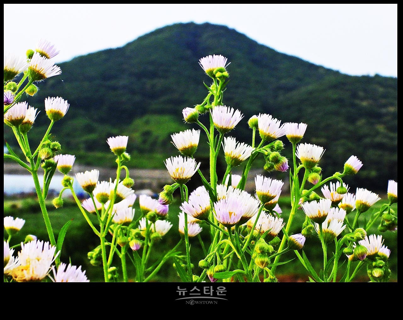 야생에서 막 자란 망초대꽃