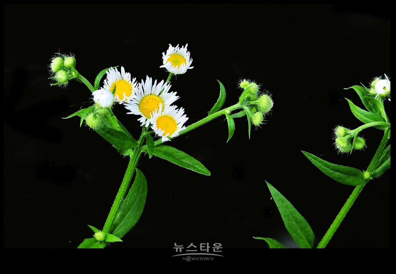 야생에서 막 자란 망초대꽃