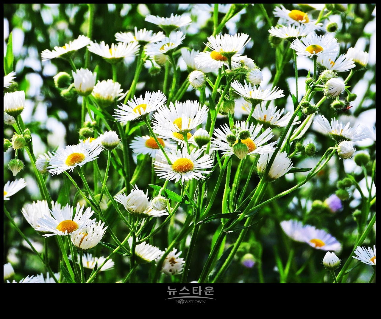 야생에서 막 자란 망초대꽃