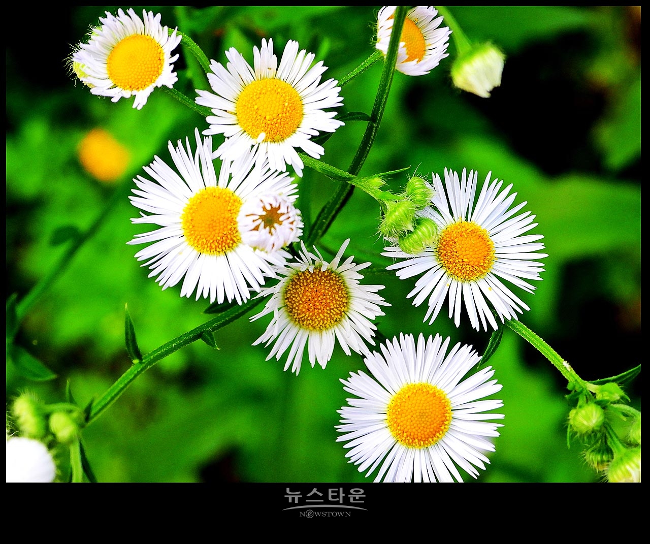 야생에서 막 자란 망초대꽃