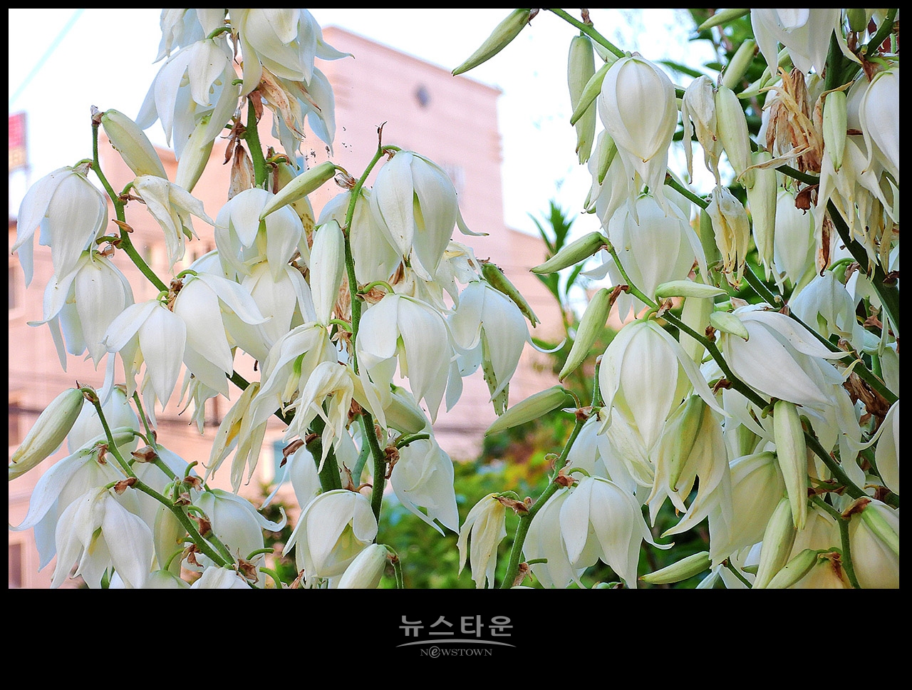 실유카