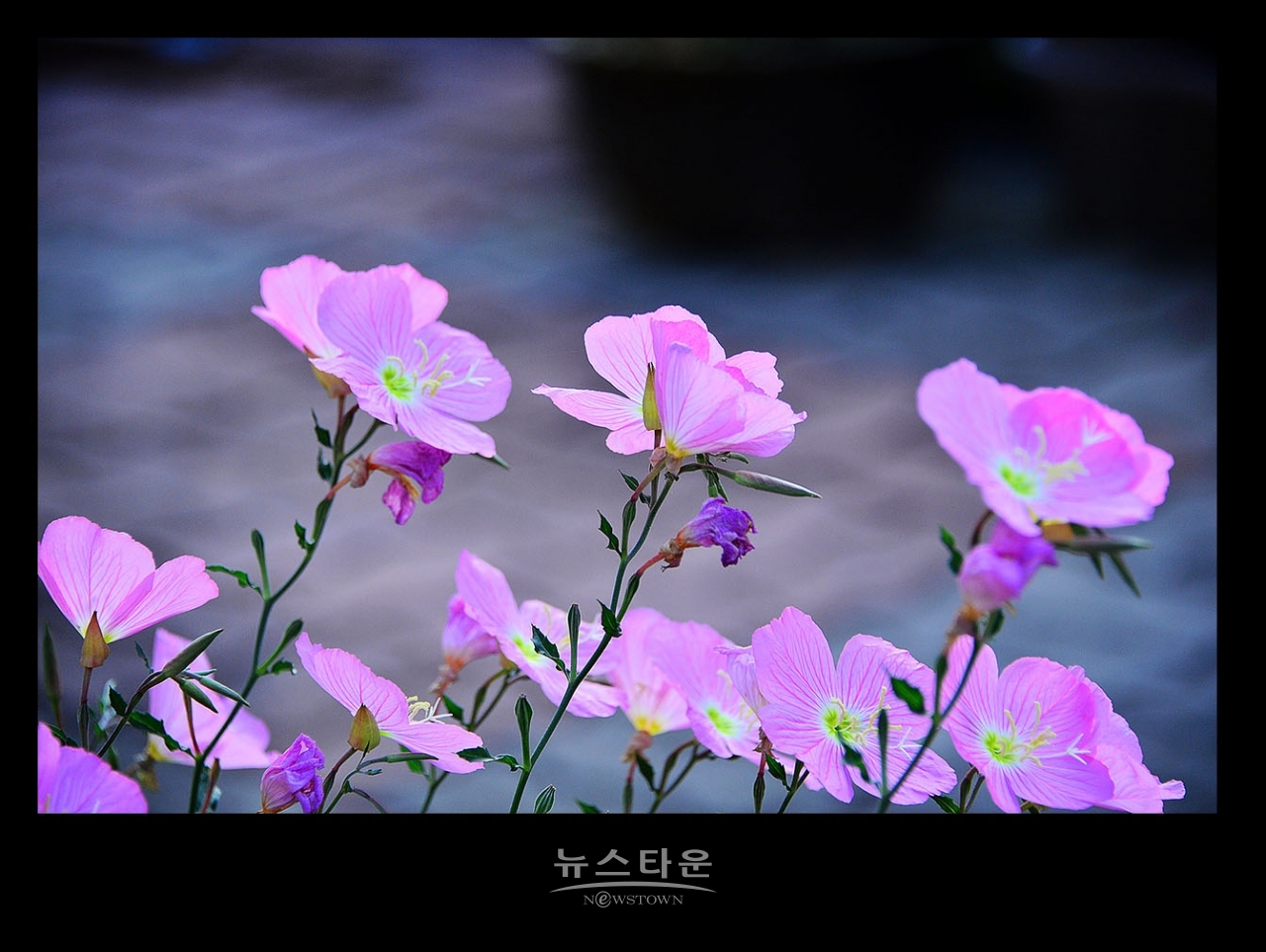 낮 달맞이꽃