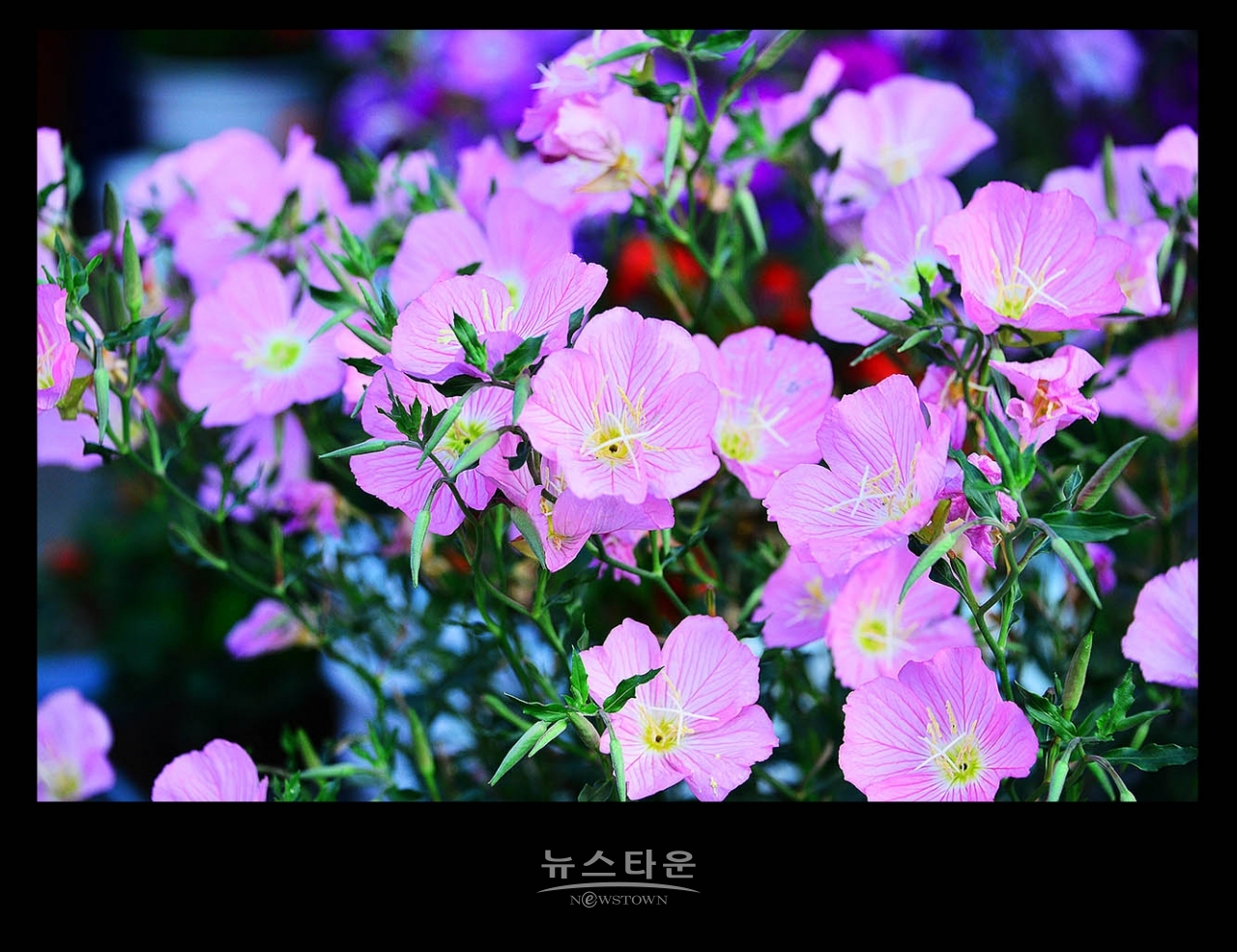 낮 달맞이꽃