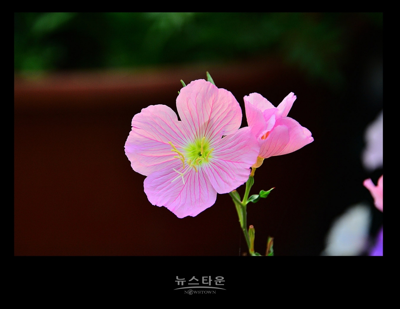 낮 달맞이꽃