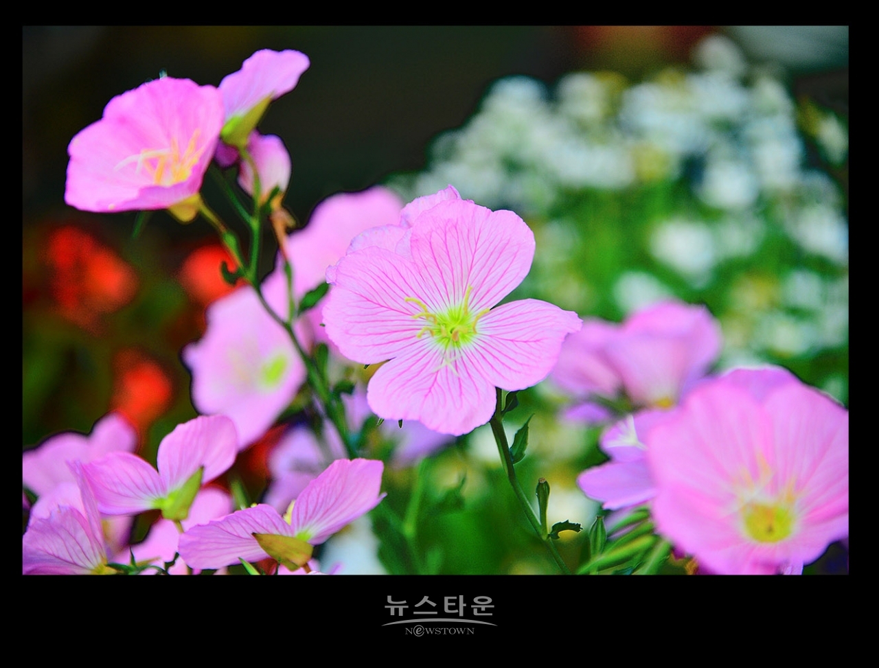 낮 달맞이꽃