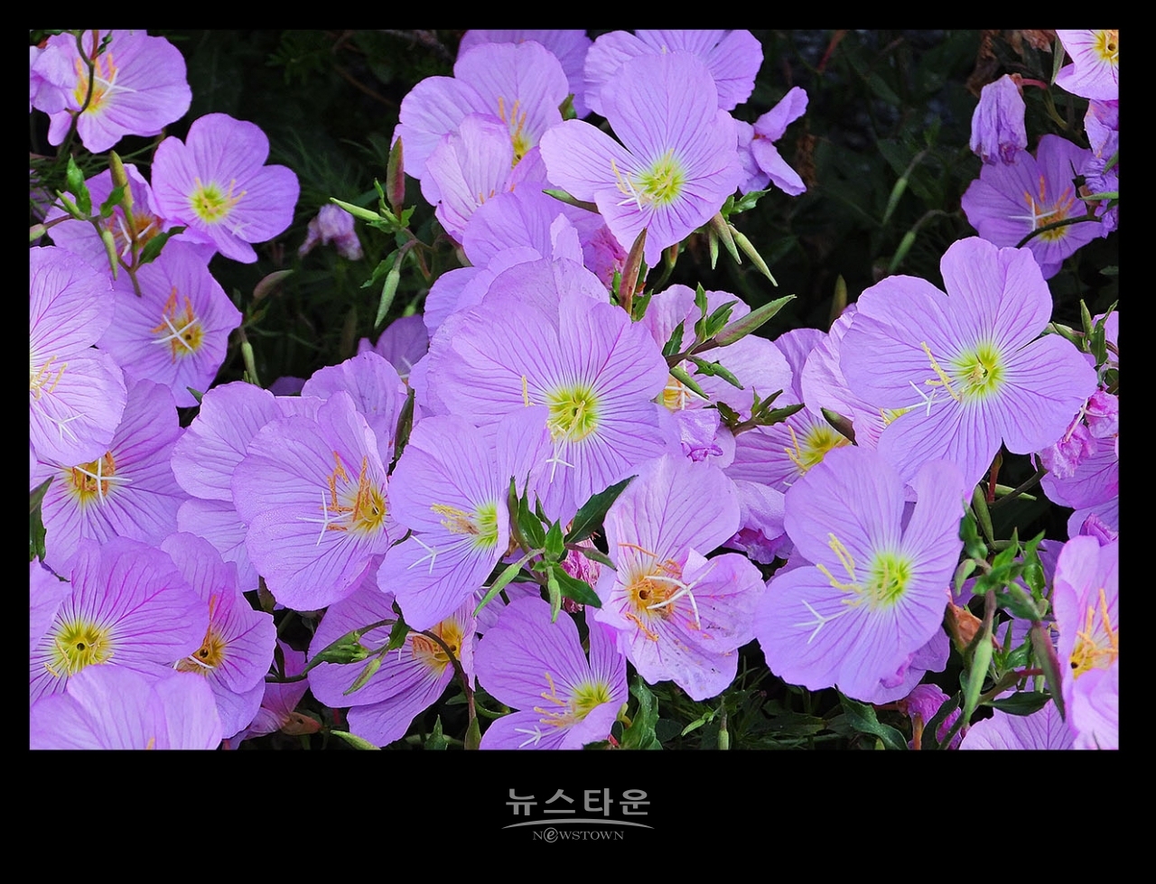 낮 달맞이꽃