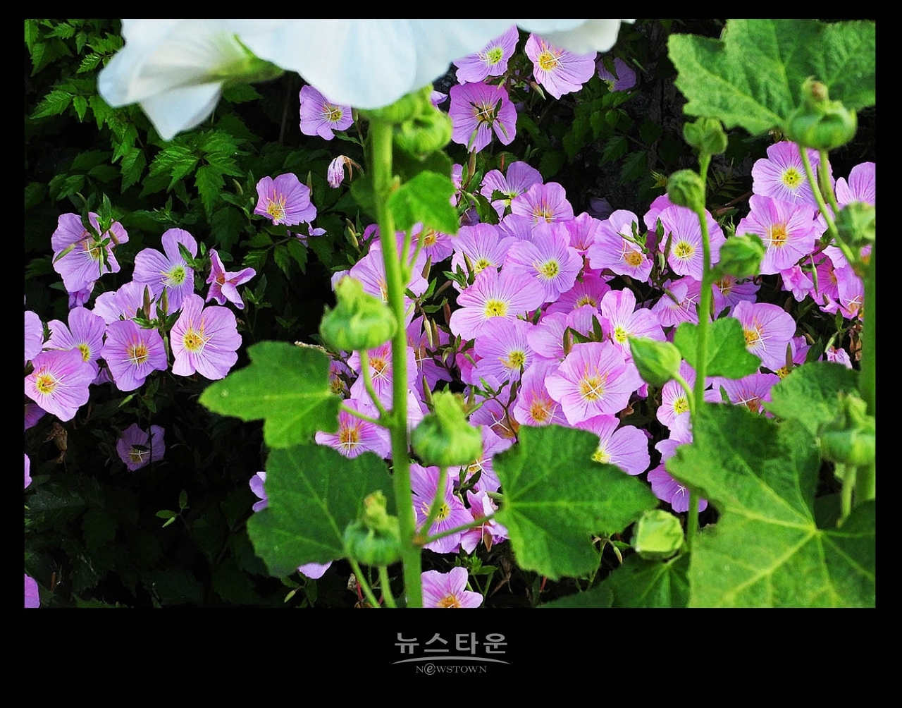 낮 달맞이꽃
